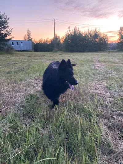 A black dog with its tongue out is running in a grassy field. The background shows a pale pink and orange sky with a few trees and a small white building. The dog is in focus and appears to be moving quickly. The field is covered in dry grass and some green weeds. There are power lines visible in the distance. The overall scene suggests an outdoor activity at dusk.