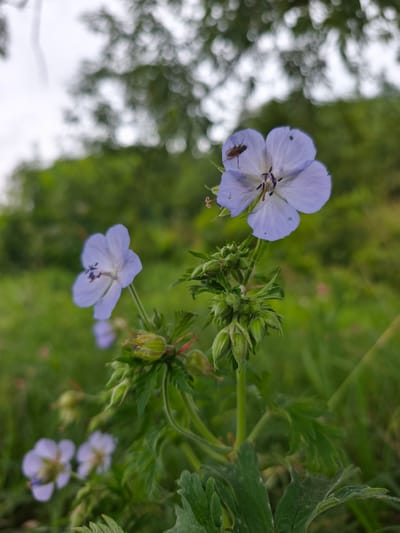 A shallow depth of field image captures a cluster of wild geranium flowers. Two prominent pale purple flowers are in focus in the foreground, with the one on the right showcasing a small fly perched on its petals. Below the flowers, a stalk of green buds is visible. In the background, soft-focus greenery and a blurred sky suggest an outdoor, natural setting, possibly a meadow or roadside verge within or near the city of Choceň, Czechia.