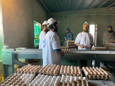 This image depicts an indoor egg processing or packaging facility located in Shuyene Vosta, Afghanistan. Five adult males are present within a utilitarian room characterized by unpainted, light grey walls and an exposed beam ceiling.
A prominent grey metal conveyor belt system with rollers stretches horizontally across the midground. Numerous light brown and white eggs are meticulously arranged in cardboard trays, stacked on and around this conveyor, as well as on adjacent flat surfaces in the foreground.
Three men in the foreground/midground wear identical white t-shirts and white caps, each with a beard. The central figure faces forward, gesturing with both hands. The man to his immediate left is partially visible, oriented towards the conveyor system. The man to his right is also partially visible, similarly engaged with the immediate surroundings of the conveyor.
In the mid-background, a man in a dark jacket and cap holds a microphone, seemingly observing or documenting the operation. Further in the background, to the right, another man with a beard and glasses wears a dark garment with a light brown shawl draped over his shoulders and a skullcap.
On the far left of the image, a grey control box with a red button and green text is affixed to a support structure adjacent to the conveyor belt. Natural light enters the room from a window or opening in the background, behind which a green mesh or netting is discernible.