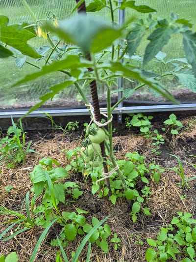The scene depicts a thriving tomato plant situated inside a greenhouse in Hlevakha, Ukraine. The central subject is a green-leafed tomato plant, approximately waist-height, vertically supported by a ridged, dark brown metal rebar stake secured with two sections of light-colored twine. The plant exhibits multiple clusters of small, yellow, five-petaled flowers near its upper portion, indicating active blooming. Below the flowers, two clusters of unripe, spherical green tomatoes are visible, with at least five individual fruits in various stages of early development. The plant's stem and petioles are green and slightly hairy.

The ground surrounding the tomato plant is covered with a layer of dried straw or hay, serving as mulch over dark, moist soil. Several varieties of green weeds, including broad-leafed plants, grass-like shoots, and clover-like foliage, are interspersed among the mulch and directly in the soil.

In the background, the corrugated translucent panels of the greenhouse wall are visible, allowing diffused light to enter. A horizontal aluminum framing beam runs along the base of the wall, with visible metal brackets securing it to a darker base structure. The overall environment suggests a cultivated garden plot within a protective enclosure. No human subjects or discernible actions beyond plant growth are present.