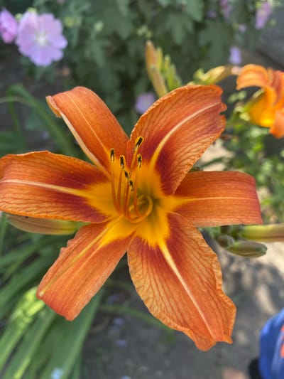 This close-up, overhead shot features a vibrant orange daylily in full bloom. The flower is the primary subject, with its six ruffled petals displaying a gradient of color from deep orange at the edges to a bright yellow-orange at the center. Fine, dark lines radiate outwards from the center of the bloom, adding texture to the petals. The stamen, tipped with black pollen, are prominently displayed in the flower's core.
Behind the main daylily, other elements of the garden are visible. To the left and slightly out of focus, a hint of another orange lily bloom can be seen, along with some soft purple flowers and green foliage. In the upper right corner, a blurred blue object, possibly a bucket or container, is partially visible. The background is a mix of green leaves and a muted, grayish ground surface, suggesting an outdoor setting.
The lighting indicates it is daytime, with bright, natural light illuminating the flower and creating subtle shadows. The image appears to be taken in a garden in Mamontovo, Russia, capturing a moment of natural beauty. There is no visible text in the image. The focus is entirely on the intricate details and vivid colors of the daylily.