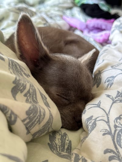 A close-up, eye-level shot shows a small, brown puppy sleeping curled up in a bed with a light-colored blanket featuring a grey floral pattern. The puppy's large ears are visible, with one prominently sticking up. The background is softly blurred, showing hints of other bedding in shades of green, black, and purple. The image appears to be taken indoors, in a domestic setting. No specific location in Каштан Снт, Russia can be determined from the image.