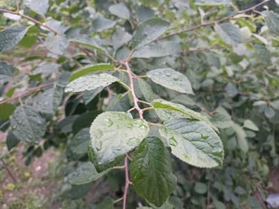 This is a close-up, medium shot of a branch of a tree with green leaves, many of which are covered in water droplets, suggesting it has recently rained. The leaves are oval-shaped with serrated edges and prominent veins. The branch itself is thin and reddish-brown. The background is blurred and consists of more foliage and hints of the ground, which appears to be earthy. The focus is sharp on the leaves in the foreground, highlighting the texture and moisture. The overall impression is one of freshness and the aftermath of rain in a natural setting. The time of day is not explicitly evident, but the lighting suggests it could be daytime. The location is identified as Gusar, Azerbaijan. There is no visible text in the image.