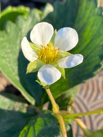 This image shows a close-up of a single white strawberry flower with yellow stamens in the center. The flower has five petals and is surrounded by green leaves. The background is blurred and shows more green foliage and a hint of a striped, textured surface. The scene appears to be outdoors, possibly in a garden. The location in Staromyshastovskaya, Russia, is not directly discernible from the image itself. There are no people, actions, or interactions depicted.