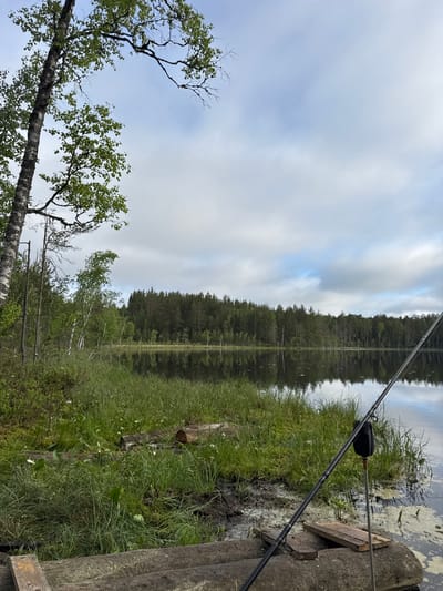 This image depicts a tranquil natural scene, situated in the city of Aleksandrovka, Russia, focusing on a lakeside view with a fishing setup.
In the foreground, a dark fishing rod angles diagonally from the lower right towards the center-right. It is secured by a black rod holder mounted on a thin, metallic stake driven into the ground near the water's edge. Below the rod, a makeshift platform or bank consists of several weathered, dark wooden logs laid horizontally, with two lighter wooden planks placed atop them. To the left of this platform, the bank is covered in dense, vibrant green grass and other wetland vegetation, interspersed with small white flowers and patches of dark, moist soil or mud.
The midground features a calm body of water, likely a lake or large pond, its dark surface reflecting the overcast sky and the trees from the opposite bank. Patches of light green aquatic vegetation are visible on the water near the right bank. Across the water, a dense forest lines the distant bank, composed primarily of tall coniferous trees such as pines and spruces, with some lighter green deciduous trees, notably birches, intermingled. The trees extend from left to right across the horizon line.
To the far left, a prominent birch tree with light-colored, mottled bark stands, its branches extending into the upper left quadrant, adorned with fresh green leaves. Other thinner trees are visible behind it along the left bank.
The background consists of an overcast sky dominated by large, diffused grey and white clouds. Small patches of lighter blue sky are discernible, particularly towards the upper right. No individuals are present in the scene. The overall environment suggests a serene, forested landscape under diffuse natural light.