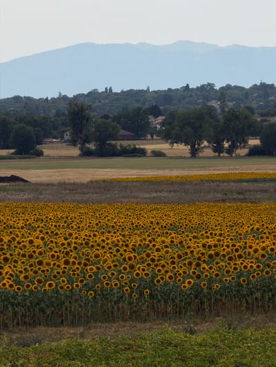 The image depicts a vast field of sunflowers stretching across the foreground, with their yellow petals and dark centers creating a dense, textured pattern. The sunflowers are densely packed and stand tall on their green stalks. Beyond the sunflower field, there are several horizontal bands of agricultural land, including areas of dry grass or stubble and cultivated fields. In the middle ground, there is a line of trees, some of which are large and mature, bordering the fields. A few buildings, including what appear to be houses with red roofs, are nestled amongst the trees and fields, suggesting a rural or semi-rural setting. In the background, a hazy, light blue mountain range rises against a pale sky. The overall impression is one of a rural landscape bathed in natural light, likely during the daytime. The presence of sunflowers indicates a summer or late summer season. The scene is located in the municipality of Jussy, Switzerland, a commune in the canton of Geneva known for its agricultural landscapes and proximity to Lake Geneva.