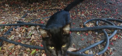 A black cat with bright yellow eyes is the primary subject of this close-up, ground-level outdoor shot. The cat is looking directly at the camera, with its head angled slightly. Its fur appears somewhat ruffled, and its tail is raised.
The cat is situated in an environment with a gravelly or dirt ground covered in fallen leaves. The leaves are a mix of brown, tan, and some reddish-pink colors, suggesting an autumn setting. Several black, coiled garden hoses are also present, weaving through the leaves and around the cat. The lighting is somewhat dim, suggesting it might be overcast or late in the day.
There are no people visible in the image. The scene depicts a common domestic animal in a naturalistic, outdoor setting. The location in Ganja City, Azerbaijan is not visually identifiable from the image itself, as there are no specific landmarks or architectural features present. The focus is entirely on the cat and its immediate surroundings.