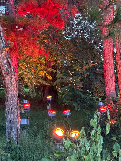 The image captures an outdoor scene at dusk or night, illuminated by artificial lighting, in Xuan Huong, Da Lat, Vietnam. The foreground features a large tree trunk on the left, textured with rough bark. Several spotlights are strategically placed on the ground, emitting red and orange light. These lights illuminate the surrounding foliage and trees.
The middle ground consists of dense greenery, including bushes and trees, some of which are bathed in red light originating from the spotlights. The trees have visible trunks and branches, with leaves of varying shades of green.
The background shows more trees and foliage, also affected by the colored lighting. The overall atmosphere is one of dramatic illumination of a natural environment. There are no people visible in the image. The lighting creates a surreal and vibrant effect on the plants and trees.