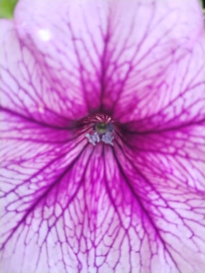 The image is a close-up, macro photograph of the center of a pink and purple petunia flower. The petals have a delicate, vein-like pattern of darker purple against a lighter pink background. The very center of the flower shows a cluster of stamens, with small, fuzzy, light purple anthers and a hint of green pistil. The background is softly blurred, suggesting a natural outdoor setting. There is no information in the image to indicate a specific location in Lagerevo, Russia, or any of the requested details about people, actions, or interactions.