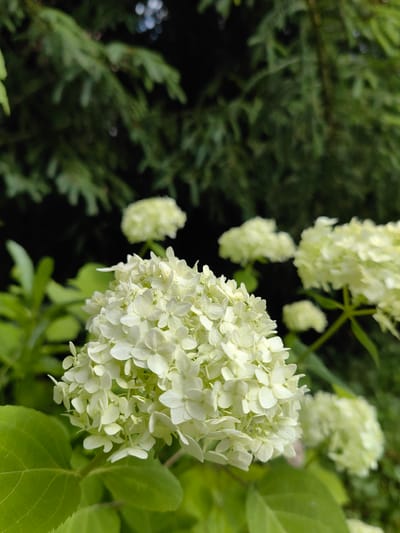 A close-up, slightly downward-angled shot focuses on a cluster of pale white hydrangeas in the foreground. The blooms are tightly packed, forming a rounded shape, with individual florets visible. To the left and lower, large, vibrant green leaves of the hydrangea plant are prominent. In the background, a dark, blurred expanse of evergreen branches suggests a coniferous tree. Further back and out of focus, other pale hydrangea blooms are visible, hinting at a garden setting. The lighting is soft, with no harsh shadows. The overall impression is one of natural beauty and tranquility, characteristic of a garden in Алесь-2002, Russia, during a blooming season.