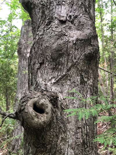 The image is a close-up, eye-level shot of the trunk of a large, mature tree in a forest setting. The tree trunk is the dominant subject, with its rough, grey bark displaying deep fissures and a prominent, circular knot hole on the left side. The knot hole is dark and appears to be hollow. In the background, out-of-focus green foliage and other tree trunks are visible, suggesting a natural environment. The lighting is natural, with some areas of dappled sunlight. There are no people or animals present. The image quality is clear, allowing for detailed observation of the tree's texture and features.