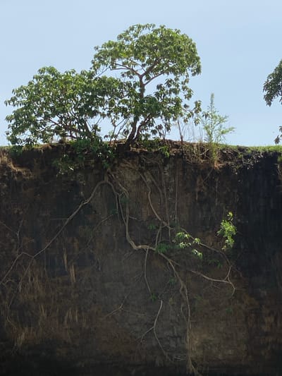 The image displays a natural landscape featuring a prominent cliff face with thriving vegetation, seen during daytime under a clear sky. The photo is oriented vertically, with the sky on the left and the dark cliff face on the right, but is best interpreted with the sky at the top and the cliff descending downwards.
The central subject is a rugged, dark, vertical cliff face, likely composed of earth or rock, showing varied textures and striations. Numerous thin, gnarled roots and vines are intricately woven across the surface of the cliff, demonstrating how plants have established themselves on this steep terrain. Small patches of green moss and other sparse vegetation cling to crevices and ledges along the cliff.
From the top edge of the cliff, a large, mature tree with a full, green canopy extends prominently into the clear, bright blue sky. Its robust roots are visibly anchored into the cliff's upper stratum. Other smaller trees and shrubbery are also seen growing along the cliff's crest, some with bare branches and others with foliage. The bright sky indicates it is daytime with good weather conditions. No people or visible text are present. The scene depicts the resilient interaction between plant life and a challenging natural environment. The location context provided is Kukum, Nigeria.