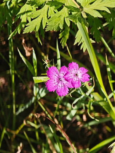 The image shows a close-up view of two vibrant pink wildflowers with delicate, serrated petals. The flowers are in focus, with a dark, blurred background of green foliage and soil. The lighting suggests a sunny outdoor environment, likely in a natural setting. One of the flowers has a small bud beside it. The overall impression is one of natural beauty and a focus on the intricate details of the flora. The image does not contain any people, actions, or interactions that can be observed.