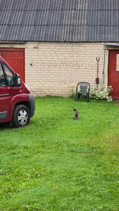 This is an outdoor, eye-level, vertical media file. The scene depicts the side of a building and a grassy yard. The building has a grey corrugated roof and a light beige brick wall. A red door is visible on the lower section of the building. A red van is parked in front of the building, with its front left tire and wheel arch prominently featured. To the right of the building, a lush green lawn is mowed. A dark green plastic chair sits on the grass near the building, next to a cluster of small white flowers. A grey cat is walking across the lawn, heading away from the building. The sky is not visible, but the bright green grass suggests it is daytime. The overall impression is a casual, rural setting.
