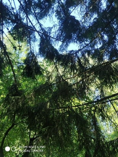 A low-angle shot captures the dense canopy of coniferous trees against a clear blue sky in the SNT Lesnoye Fryazino, Russia. Sunlight filters through the dark green needles, creating a dappled effect on the branches. The foreground is dominated by the heavy, drooping branches of a fir tree, their needles casting shadows on the foliage beneath. In the background, lighter green leaves of deciduous trees are visible, suggesting a mixed forest environment. The image is a close-up of the natural surroundings, with no people or man-made objects, save for a watermark at the bottom left reading "REDMI NOTE 6 PRO MI DUAL CAMERA".