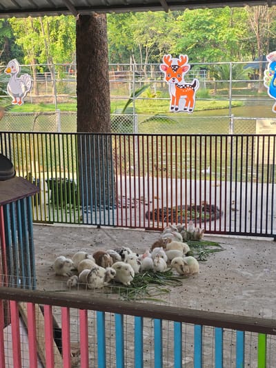 The image captures an outdoor animal enclosure in Ban Phaya Kot Ana Kaeo, Thailand. In the immediate foreground, a multi-colored fence with vertical bars (blue, pink, red, black, green) separates the viewer from the main scene. Behind this fence, approximately 20-25 domestic rabbits of various breeds and fur patterns (white, brown, grey, mottled) are gathered on a concrete ground surface. These rabbits are actively feeding on scattered fresh green vegetation. Numerous small, dark rabbit droppings are visible on the concrete. To the left, a small, multi-colored structure with blue and pink vertical bars, potentially a hutch or feeder, is partially visible.
Further back, a secondary fence, constructed from black vertical bars with sections painted in green, yellow, light blue, dark blue, and red, divides the immediate rabbit area from a wider enclosure. Behind this secondary fence, a large, dark brown tree trunk stands prominently to the left of the frame's center. The background features a calm body of water, likely a pond, reflecting sunlight. Above the water body, cartoon-style cutouts of a white duck, an orange-spotted deer, and a partial blue peacock are attached to a wire mesh fence. Lush green trees and dense foliage form the furthest background, illuminated by bright natural light. A white sign with legible Thai text is affixed to the wire mesh fence on the far right. A dark, circular object resembling a tire, filled with green plant material, is present on the ground beyond the secondary fence, near the water. The entire foreground and midground area appears to be under a dark metal roof structure, partially visible at the top of the frame. No human subjects are present in the scene.