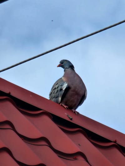 An eye-level shot captures a large pigeon, likely a wood pigeon, perched on the steep incline of a reddish-brown corrugated metal roof. The bird, positioned on the right side of the frame, is angled downwards and to the left, appearing to look over the edge or prepare for flight. Its plumage features dark grey on the head and neck, transitioning to a reddish-brown on its back and wings, with visible lighter grey feathers on its underside and outer wings. A distinctive yellow eye with a dark pupil is clearly visible, and its dark beak shows a hint of reddish-pink at the base, slightly agape.
The textured, wavy surface of the metal roof dominates the right side of the image, showcasing pronounced corrugations that create strong shadows and highlights. Small red-capped screws are visible, securing the roofing panels.
The background consists of a bright, light blue sky, suggesting an overcast or clear daytime. A thick, dark, braided cable or wire runs diagonally across the upper left portion of the sky, contrasting with the soft blue. No specific time of day is indicated beyond daylight, and no human activity or text is visible within the frame. The scene presents a natural moment of a bird in an elevated, man-made environment.