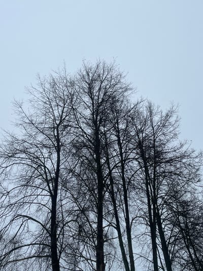 The image displays a cluster of tall, deciduous trees, devoid of leaves, their dark silhouettes sharply defined against an overcast, light grey-blue sky. The intricate, bare branches extend upwards, filling the lower two-thirds of the frame. No other elements such as ground, buildings, people, or objects are visible. The scene is static, capturing a natural environment. The location is Fabriki 1 maya, Russia.