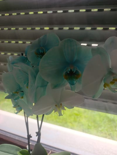 A close-up, eye-level shot captures a cluster of pale blue orchids in bloom, arranged in a potted plant. The orchids are the primary focus, with their delicate petals and intricate centers visible. They are positioned in front of a window with horizontal blinds, through which a blurred green outdoor scene is visible, suggesting a natural light source. The composition is tight, with the plant and its flowers filling most of the frame. The context provided is that this image was taken in the city of Berching, Germany.