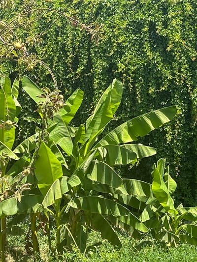 In the city of Bulungur, Uzbekistan, a vibrant outdoor scene unfolds against a lush green backdrop. Dominating the foreground are several large banana plants with their characteristic broad, green leaves, some of which are striped with sunlight. Interspersed among the banana plants are branches from a fruit-bearing tree, adorned with small, unripe green fruits and dry leaves. The background is a dense wall of ivy, its leaves creating a textured, verdant curtain. The lighting suggests a sunny day, casting shadows and highlighting the glossy surfaces of the leaves. The overall impression is one of natural abundance and a thriving garden environment.