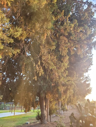 The image captures a sun-drenched scene along a pathway lined with tall cypress trees in Tserkezoi, Cyprus. The trees, with their dense, green foliage tinged with golden light, dominate the frame, casting long shadows. The pathway appears to be paved or well-trodden, with a grassy area to the left where a covered structure with pillars and a parked car are visible in the background. To the right, prickly pear cacti grow along the edge of the path, their flat, paddle-like leaves silhouetted against the bright sky. The sun, positioned to the right of the frame, creates a lens flare effect and bathes the entire scene in a warm, hazy glow, suggesting it is either early morning or late afternoon. No people are present in the image. The overall impression is one of a tranquil, natural setting within a rural or park-like environment.