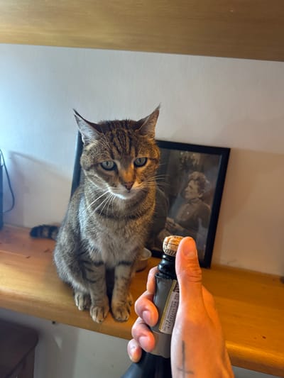 A tabby cat sits on a wooden shelf next to a black-framed picture. A person's hand holds a bottle of olive oil open, with the cork removed. The label on the bottle reads "ADLT07227473 XGIROVGNSR/P €6.750", suggesting a product of Italy. The location is inferred to be Castelnuovo di Porto, Italy based on the IP analysis.