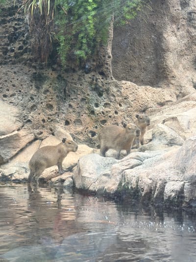 Three capybaras are pictured standing on rocky terrain near a body of water. The capybara in the foreground is on the left, facing to the right. Two other capybaras are behind and to the right of the first one. The environment is rocky with some vegetation hanging from above. The water in the foreground has reflections and some small bubbles. The image appears to be taken in an enclosure, likely at a zoo or wildlife park. The location is the Loro Parque in Puerto de la Cruz, Spain.