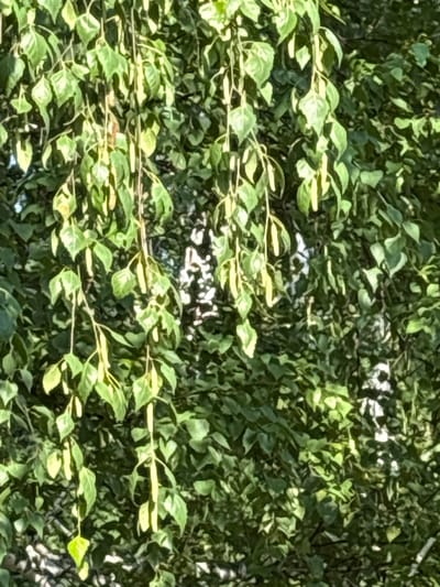This image depicts a close-up view of dense green foliage, primarily leaves and branches of a tree. The leaves are varied in shape and size, with some appearing elongated and others more rounded. Sunlight filters through the leaves, creating dappled lighting effects and highlights. The background is a blur of more greenery and some patches of bright white light, possibly indicating the sky or a distant light source. There are no people, animals, or man-made structures visible in this frame. The scene appears to be an outdoor natural environment. The location is specified as the city of Dubrovino, Russia.