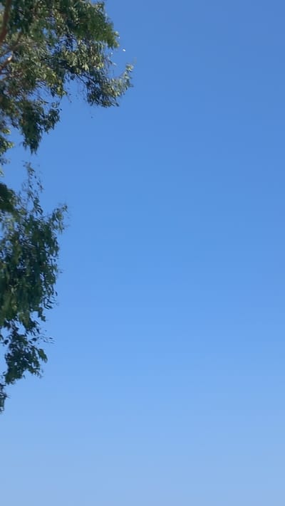The image is an outdoor, low-angle shot against a clear, bright blue sky. On the left side of the frame, a portion of a tree with green leaves and branches extends into the sky. The leaves are a deep green, and some are blurred, suggesting movement from wind. A few small white objects, possibly flowers or seed pods, are scattered amongst the leaves. The rest of the image is dominated by the uniform blue of the sky. There are no discernible structures, people, or specific landmarks that would indicate a location within Ηρακλής, Greece. The scene is natural and tranquil.