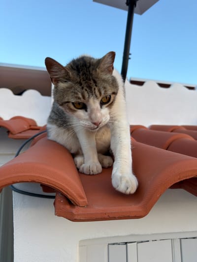 A young domestic shorthair cat, primarily white with tabby markings on its head and back, sits on a terracotta roof tile. The cat is looking downwards with its right paw extended forward. The background consists of a bright blue sky and the white, textured wall of a building with decorative roof edging. A black cable is visible on the left side of the frame, running along the roof. A dark pole, likely part of an antenna, rises in the upper right portion of the image. The scene appears to be an outdoor setting on a rooftop in Loulé, Portugal, given the distinctive terracotta roof tiles characteristic of the region.