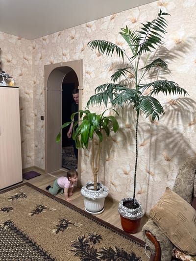 An indoor scene in Krapivka, Russia, features a child and an adult within a room furnished with plants and home decor. The room's walls are covered in light beige wallpaper with a subtle, faded floral pattern. A large, patterned brown and beige rug lies on a light wooden floor, with a sofa and cushions visible on the right.
Two prominent potted plants are in the foreground. A very tall, slender plant with dark green, palm-like fronds casts distinct shadows on the wallpaper. Its earthy-red pot is topped with crumpled aluminum foil, and a dark support stake runs along its main stem. Next to it is a smaller plant with broad, vibrant green leaves in a white pot, also covered with aluminum foil.
A young child, appearing to be a toddler, dressed in a pink top and green pants, is sitting or kneeling on the wooden floor near the rug, looking towards the plants or an arched wooden doorway. An adult's face and upper body are partially visible through this doorway in the background, observing the scene. The lighting suggests it is daytime. No visible text is present in the image. The setting conveys a lived-in, domestic atmosphere.