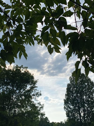 The image shows a view of the sky through the branches of trees. The sky is partly cloudy with a mix of white and grey clouds. Sunlight is visible filtering through the clouds. In the foreground, dark green leaves and branches of trees frame the sky. On the right side of the image, a tall, slender tree with dark green foliage stands out against the sky. On the left side, a broader tree with dense foliage is visible. The overall scene suggests an outdoor setting, likely in a park or natural area. The location is identified as Hinchinbrooke, Canada.