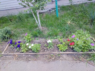 A flowerbed borders a paved area, with a small tree and lush green grass in the background. The flowerbed is rectangular and lined with wooden planks. Inside, various flowers bloom in shades of purple, white, and red. The surrounding grass is overgrown in places, with some taller plants and a spiky plant to the right. A white and gray building is visible behind the grass, and a green pole with white string is planted in the ground near the tree. The scene appears to be outdoors during daylight, with no strong indications of weather. The overall impression is a simple, natural garden setting in a residential area.