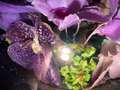 This close-up image presents an artistic arrangement of dried or preserved flora, likely enclosed within a transparent container or terrarium. Dominating the composition are large, textured petals in various shades of purple and pinkish-purple, some featuring distinct dark speckled patterns, resembling dried orchid petals. Interspersed among these are clusters of bright lime-green floral elements with a crinkled texture, possibly dried statice.

At the approximate center of the arrangement, two prominent, circular white lights illuminate the scene from within, casting bright glows and reflections. These lights appear to be part of a fixture integrated into the display. Faint reflections and small particles are visible on what seems to be the transparent surface (glass or plastic) through which the photograph was taken. The background is predominantly dark, accentuating the colors and forms of the botanical elements. The scene is static, showcasing a carefully curated display of preserved nature. No text is visible in the image. The location context for this image is Zvezditsa, Bulgaria.