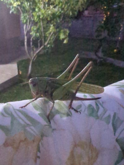 The image shows a close-up of a large green grasshopper on a patterned fabric. The grasshopper is positioned vertically, with its body and legs clearly visible. Its wings are folded along its back, and its long antennae extend upwards. The fabric it's resting on has a floral pattern in shades of green and beige against a white background. The background of the image is dark and blurry, suggesting it was taken at night or in low light conditions. There are some out-of-focus lights in the upper left corner, possibly from a building or streetlights. Green foliage is visible on the left side of the image, indicating an outdoor setting, likely a garden or natural area. The overall impression is a candid shot of an insect in its environment. The location is identified as Oryahovo, Bulgaria. No people or text are visible in the image.