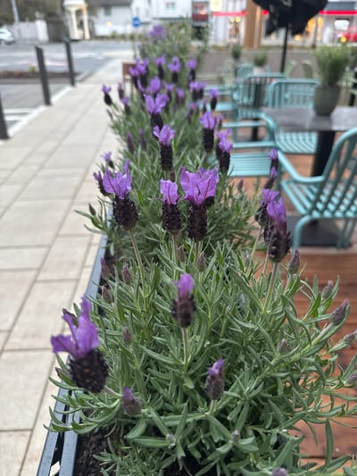 A close-up, slightly out-of-focus shot depicts a row of lavender plants in a metal planter box along a brick-patterned wall. The lavender is characterized by its purple flowers and gray-green foliage. Behind the planter box, out-of-focus blue metal chairs are visible on a wooden surface, suggesting an outdoor seating area. In the distant background, a blurred street scene is observable with buildings and faint hints of traffic lights. The scene is located in the city of Amstetten, Austria.