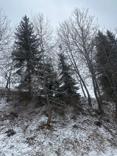 This rotated vertical image captures a quiet winter landscape. When viewed upright, the scene depicts a sloping, snow-dusted hillside populated by a mix of bare deciduous trees and dark green coniferous trees under an overcast sky.
The ground on the right side of the image is covered in a light, patchy layer of snow, with darker areas of exposed earth and dry vegetation showing through. Several trees rise from this snowy terrain, their trunks and branches appearing dark against the muted sky. Prominently featured are deciduous trees with a delicate network of leafless branches extending upwards and across the frame. Interspersed among these are several coniferous trees, recognizable by their dense, dark foliage, providing a strong contrast to the bare branches. A small, dark, wooden fence-like structure is faintly visible at the bottom of the image, partially obscured by the trees and snow.
The sky, occupying the left portion of the image, is a uniform, light grey, indicating heavily overcast conditions with no visible sun. The overall atmosphere is serene and cold, characteristic of a winter day. There are no people, animals, or discernible activities taking place. No text is visible. The scene is consistent with a natural, possibly forested or hilly environment, such as Yablunytsia, Ukraine, during the winter months.