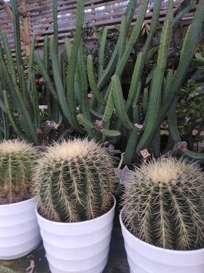 This image captures a garden or nursery scene in Venecia, Costa Rica, featuring multiple cacti and succulents. The foreground presents three spherical golden barrel cacti (Echinocactus grusonii), each contained within a white, ribbed plastic pot. These cacti are densely covered in sharp, yellowish-white spines, particularly prominent at their apices, rising from dark potting medium. The midground is dominated by a dense cluster of tall, green, columnar cacti, characterized by ribbed or segmented stems growing vertically with some curvature and branching; lower stems show evidence of trimming. Additional green foliage and smaller succulent plants are interspersed among the columnar cacti. A light-colored wooden lattice fence is partially visible in the background. The scene is illuminated by diffused light. No individuals are present, and no active interactions are depicted.