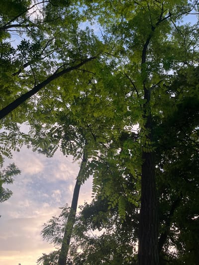 The image displays an upward-facing perspective into a dense canopy of trees in Sremski Karlovci Municipality, Serbia. Multiple trees with vibrant green, compound leaves dominate the frame, forming a thick overhead foliage. Sunlight filters through the leaves, creating varying shades of green, from brightly illuminated areas to darker, shadowed sections. Dark tree trunks and branches are visible, ascending vertically and diagonally against the backdrop of the sky. The sky is partially visible through gaps in the foliage, showing a mix of light blue with scattered, wispy white clouds, transitioning to a warmer, slightly golden or pinkish hue towards the bottom of the frame. No individuals, animals, or man-made objects are discernible within the scene.