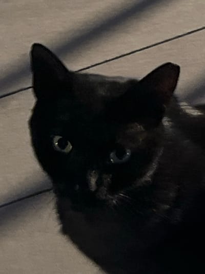 A black cat with light-colored eyes is lying on a surface with faint vertical lines. The cat's head is angled downward in the frame. The scene is dimly lit. The location is not discernible from the image.