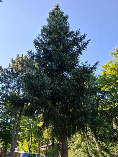 A tall, mature evergreen tree dominates the foreground of this outdoor scene, its dark green foliage reaching towards a clear blue sky. The tree's trunk is thick and rough-barked, showing signs of age. To the left and behind the main tree, another evergreen with lighter green needles is visible, its trunk appearing thinner and smoother. Further to the right, deciduous trees with bright green leaves create a dense, leafy background. Sunlight dapples through the leaves, illuminating parts of the scene. In the lower portion of the image, a white van is partially visible, and behind it, structures that appear to be awnings or tents suggest a campsite or recreational area. A hint of a wooden building can be seen amongst the trees on the right. The overall impression is a lush, natural setting on a sunny day, likely in a park or wooded area. The image was taken in Ernzen, Luxembourg.