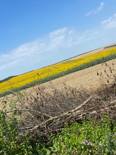 The image shows a landscape view of agricultural fields under a clear blue sky with scattered white clouds. In the foreground, there is a pile of dried branches and green foliage. Beyond this, there are two distinct fields: one appears to be a field of dry, harvested grain, and further in the distance, a vibrant field of sunflowers stretches across the rolling hills. The fields are arranged in diagonal bands, suggesting terracing or different planting cycles. The overall scene depicts a rural agricultural setting. The location is described as the city of Orliak, Bulgaria.