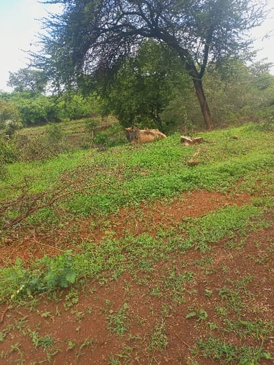 A sunlit grassy field is divided by a red soil path. A tree with branches stretching out to the left dominates the scene. Beside the tree, a tan cow rests in the grass. Vegetation is dense and covers most of the landscape except for the well-worn path and patches of red soil.