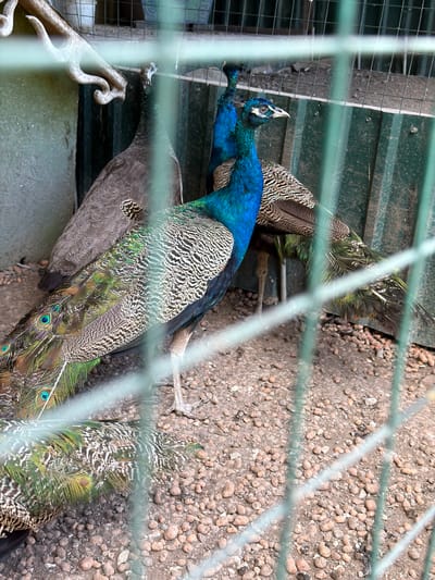 The image displays an enclosure containing multiple peacocks, situated in Semenovka, Russia. The enclosure has a floor covered with small pebbles and soil, and its walls are constructed from green corrugated metal. A section of a cage is visible in the foreground, with green bars obscuring parts of the scene. One peacock, with vibrant blue and green iridescent plumage, is prominent in the center, facing to the right. Its distinctive crest is visible, and its neck and chest are a brilliant blue. Another peacock, predominantly brown and grey with patterned feathers, stands behind and to the left of the main subject. A third peacock, largely obscured by the others and the cage bars, is also present. The overall impression is of peacocks in a semi-naturalistic enclosure within an urban or semi-urban setting in Semenovka.