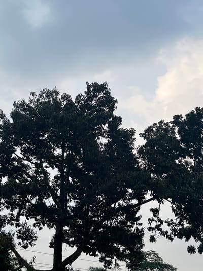 An upward angle shot captures the dense, dark foliage of a large tree against a muted, overcast sky. The tree's branches, thick and textured, create a silhouette that dominates the lower two-thirds of the frame. Interspersed with the dark leaves are hints of lighter sky, some areas appearing as bright white clouds. The overall impression is one of natural grandeur against a subdued, possibly humid, atmosphere typical of the late afternoon or early morning in a location like Meteseh, Indonesia. The image is devoid of any human presence or activity.