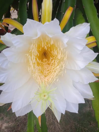 A close-up, overhead shot captures a fully bloomed white dragon fruit flower in Meunasahblang, Indonesia. The flower's center is a vibrant yellow, filled with numerous thin, yellow stamens. Delicate, white petals form layers around the center, and some outer petals have subtle yellow and pink edges. Green dragon fruit cactus stems are visible in the background, along with dry grass and soil on the ground. The lighting suggests it may be daytime.
