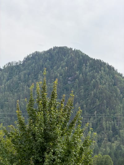 This image, taken in Cheposh, Russia, depicts a lush, densely forested mountain slope under a hazy sky. In the foreground, out-of-focus green trees with broad leaves dominate the lower portion of the frame, obscuring a section of the landscape. Behind these trees, the mountain rises, covered in a thick carpet of mixed coniferous and deciduous trees. The canopy is a rich tapestry of greens, with varying shades indicating different species and levels of light penetration. Power lines, three parallel strands, are visible horizontally across the mid-ground, traversing the mountain face. The sky above is overcast and pale, suggesting a cloudy or foggy day, which contributes to the muted colors and diffused light of the scene. No people or structures are apparent.