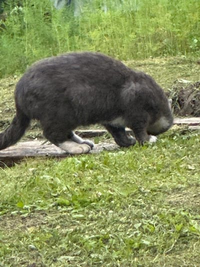 A dark gray cat with white paws is standing on a wooden plank in a grassy area. The cat is facing to the right and appears to be sniffing at something on the ground. The background consists of tall green grass and some scattered dirt. The scene is set outdoors, likely in a natural or semi-natural environment. There are no visible signs of human presence or activity, and no specific landmarks indicating the location in Konevo, Russia.