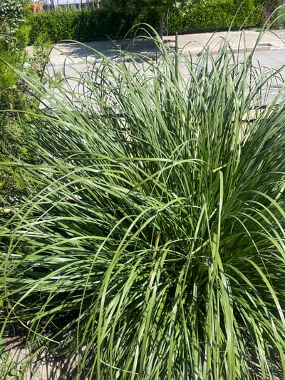 A clump of tall, bright green grass with long, arching blades dominates the foreground of this image. The grass appears healthy and well-maintained, with its blades creating a dense and full appearance. The texture of the grass is fine and slightly glossy, catching the sunlight and creating subtle variations in tone. In the background, a paved street or walkway is visible, lined with neatly trimmed hedges. Beyond the hedges, there are trees and buildings, suggesting an urban or suburban environment. The overall lighting suggests a sunny day, with shadows cast by the grass and other elements in the scene. The specific location in the city of Sadovo, Bulgaria, is not visually discernible from the image itself.