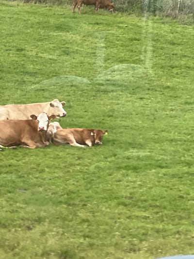 The image shows a grassy field with several cows. Three cows are in the foreground, lying down on the grass. One is a light brown and white cow facing the camera. To its right is a darker brown calf, also lying down. Behind them, a lighter colored cow is lying down and looking to the right. In the background, another brown cow stands in the distance. The field is covered in green grass. The scene is located in Portnablagh, Ireland.
